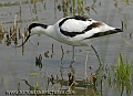 avocet, avocets, british-3